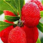 19usd Ngryise 1000Pcs A Set tropical Myrica yangmei seed