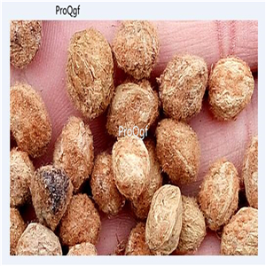 19usd Ngryise 1000Pcs A Set tropical Myrica yangmei seed