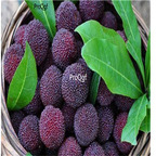19usd Ngryise 1000Pcs A Set hunan dark purple Myrica yangmei seed