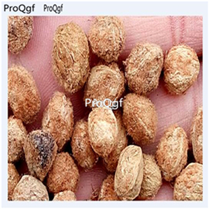 19usd Ngryise 1000Pcs A Set hunan dark purple Myrica yangmei seed