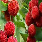 19usd Ngryise 1000Pcs A Set zhejiang cixi Myrica yangmei seed