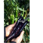 19usd Ngryise 8000Pcs A Set Rare Hot Pointed Black Pepper  seed