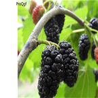 19usd Ngryise 8000Pcs A Set Raspberry Blackberry seed