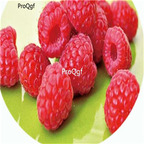 19usd Ngryise 8000Pcs A Set Raspberry red berry seed
