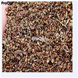 19usd Ngryise 8000Pcs A Set Raspberry yellow berry seed
