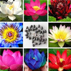 19usd Ngryise 200Pcs A Set Mixed Lotus Flower seed