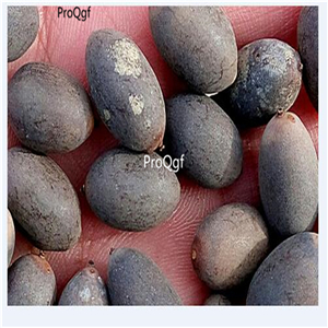 19usd Ngryise 200Pcs A Set Mixed Lotus Flower seed