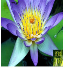 19usd Ngryise 200Pcs A Set blue water Lotus Flower seed