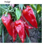 19usd Ngryise 8000Pcs A Set Organic Red Capped Peppers seed