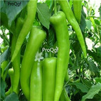 19usd ngryise 8000pcs Organic Sweet Charleston Pepper  seed