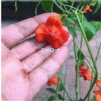 19usd Ngryise 8000Pcs A Set red fly saucer series pepper seed
