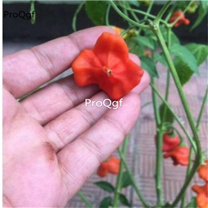 19usd Ngryise 8000Pcs A Set red fly saucer series pepper seed