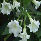 19usd ngryise 2000pcs Trumpet Angel Trumpet White Angels  seed