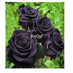 19usd Ngryise 2000Pcs A Set Rare Black Rose  seed