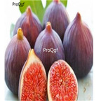 19usd Ngryise 100Pcs A Set Rare Black Figs  seed
