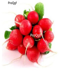 19usd ngryise 5000pcs Organic Red Hazelnut Radish seed