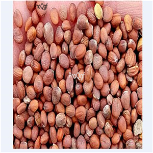 19usd ngryise 5000pcs Organic Red Hazelnut Radish seed