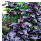 19usd Ngryise 6000Pcs A Set  Fragrant Sweet Basil  seed