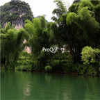 19usd Ngryise 2000Pcs A Set Fernleaf Bamboo Tree seed