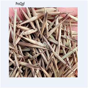 19usd Ngryise 2000Pcs A Set Fernleaf Bamboo Tree seed