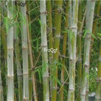19usd ngryise 2000pcs Dendrocalamus Hamiltonii bamboo seed