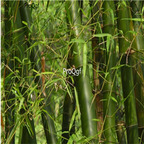 19usd ngryise 2000pcs Chimonobambusa Phyllostachys seed