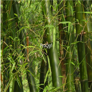 19usd ngryise 2000pcs Chimonobambusa Phyllostachys seed
