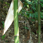 19usd ngryise 2000pcs Square Bamboo seed