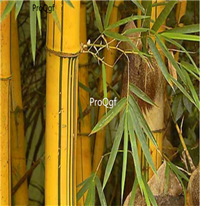 19usd ngryise 2000pcs Golden Bamboo seed