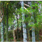 19usd Ngryise 2000Pcs A Set Tortoise Shell Bamboo seed