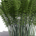 19usd Ngryise 2000Pcs A Set Phyllostachys Pubescens Moso Bamboo  seed