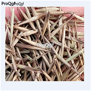 19usd Ngryise 2000Pcs A Set Phyllostachys Pubescens Moso Bamboo  seed