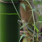 19usd ngryise 2000pcs Thorn Bamboo Tree Chimonobambusa Phyllostachys seed
