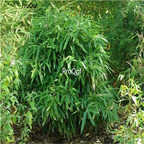 19usd Ngryise 2000Pcs A Set indocalamus latifolius bamboo seed