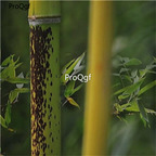 19usd ngryise 2000pcs Ban Bamboo Tree  seed