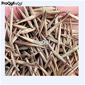 19usd ngryise 2000pcs Ban Bamboo Tree  seed