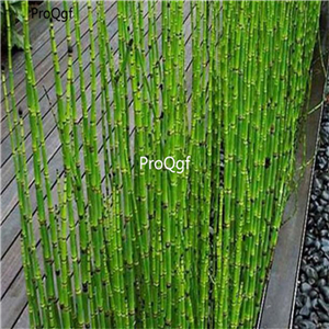 19usd ngryise 2000pcs Fresh Moso Bamboo  seed