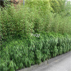 19usd ngryise 2000pcs Fargesia dracocephala Clumping bamboo seed