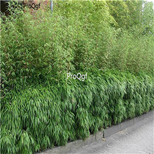 19usd ngryise 2000pcs Fargesia dracocephala Clumping bamboo seed