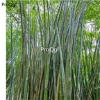 19usd ngryise 2000pcs Bambusa tulda bamboo Indian timber bamboo bengal bamboo seed