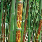 19usd ngryise 2000pcs skin Timber bamboo seed