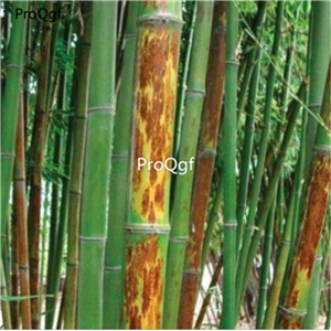 19usd ngryise 2000pcs skin Timber bamboo seed