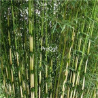 19usd ngryise 2000pcs argesia robusta campbell bamboo seed
