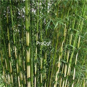 19usd ngryise 2000pcs argesia robusta campbell bamboo seed