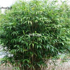 19usd ngryise 2000pcs  Arrow bamboo Yadka bamboo pseudosasa japonica seed