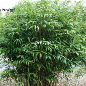 19usd ngryise 2000pcs  Arrow bamboo Yadka bamboo pseudosasa japonica seed