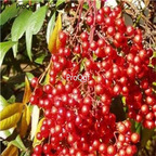 19usd ngryise 2000pcs Domestic Nandina  Heavenly Bamboo seed