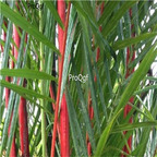 19usd ngryise 2000pcs Costa Rico Red Moso Bamboo  seed