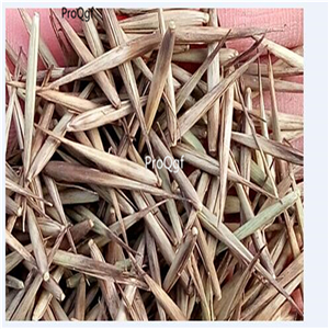 19usd ngryise 2000pcs Costa Rico Red Moso Bamboo  seed