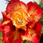 19usd Ngryise 50Pcs A Set  Unique Gold Red Mixed  seed